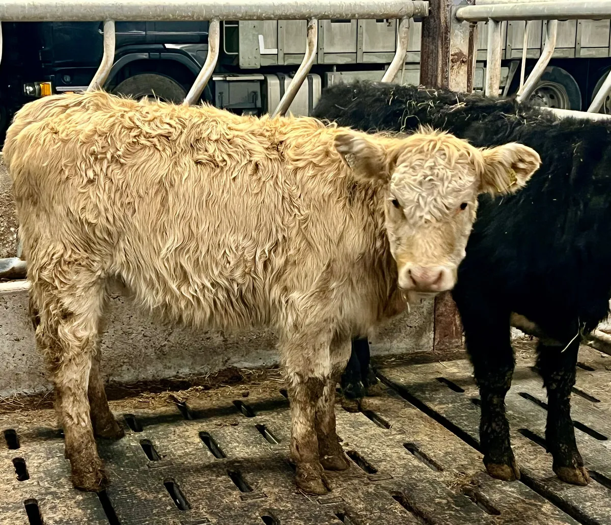 ❌ Cheap Charolais Heifer ONLY €990 ❌ - Image 1