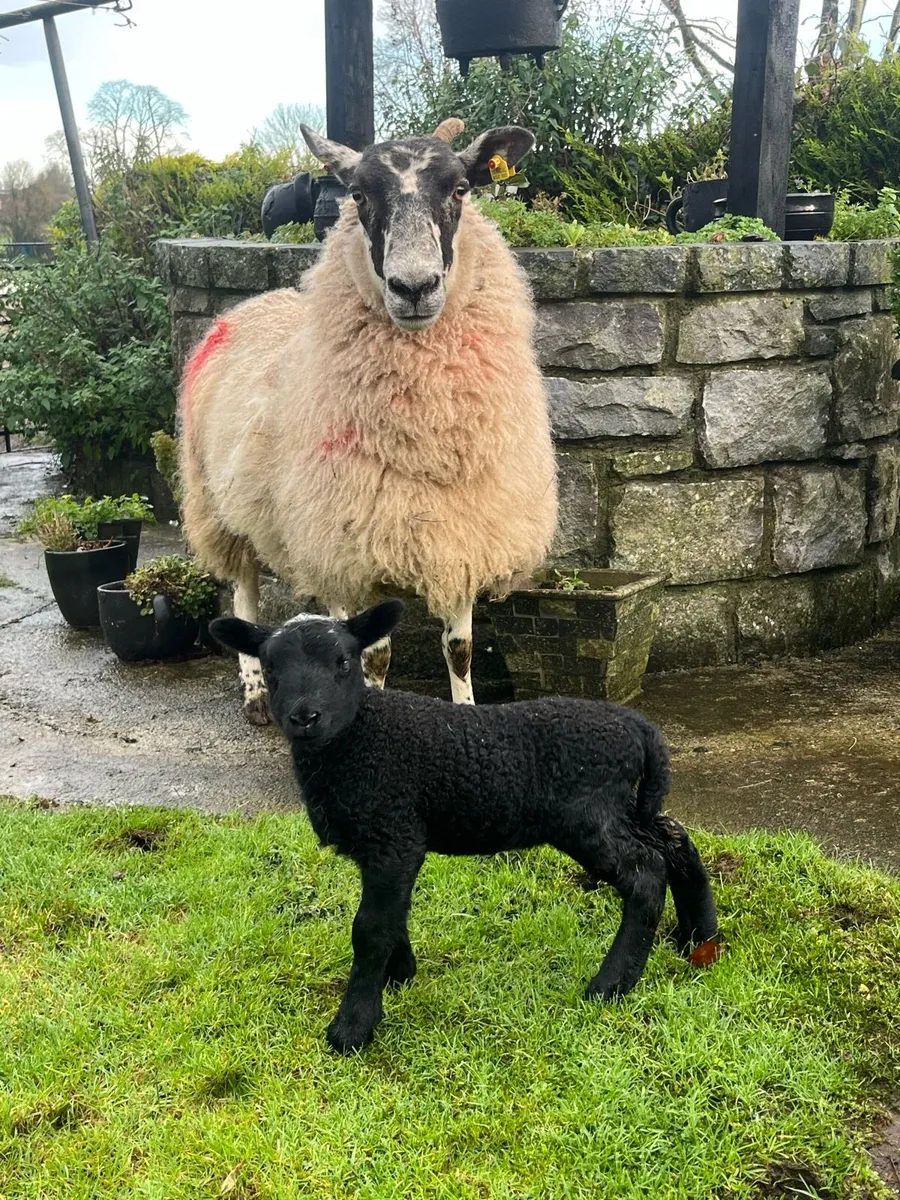 🎁LAST MINUTE CHRISTMAS PRESENT 🎁 - Image 1