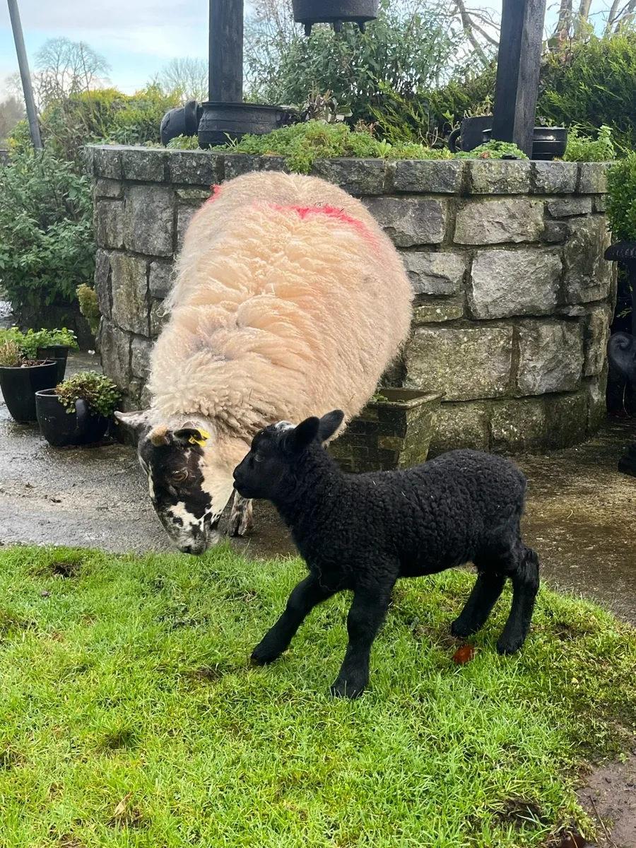 🎁LAST MINUTE CHRISTMAS PRESENT 🎁 - Image 2