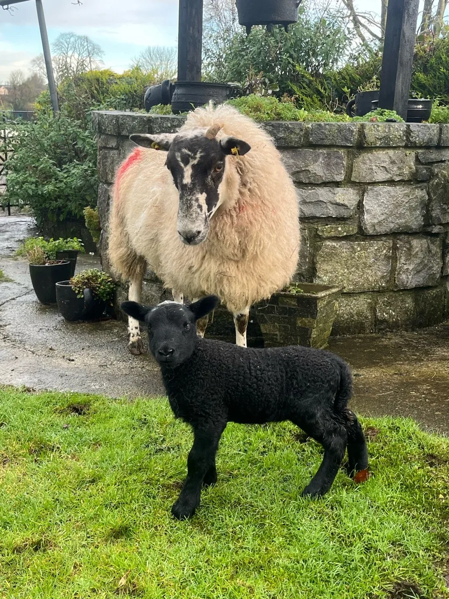 🎁LAST MINUTE CHRISTMAS PRESENT 🎁 - Image 3