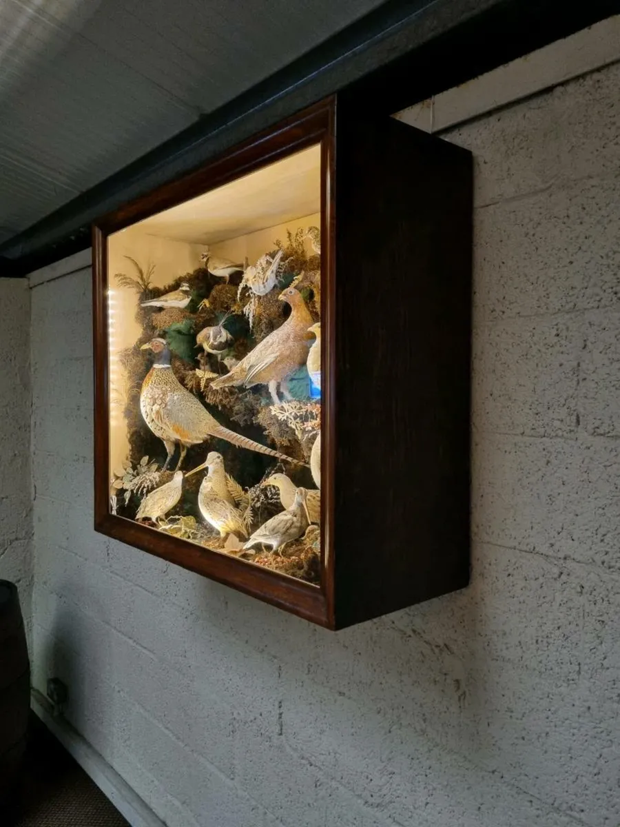 21 Bird Taxidermy Display  (Circa 1937) - Image 4