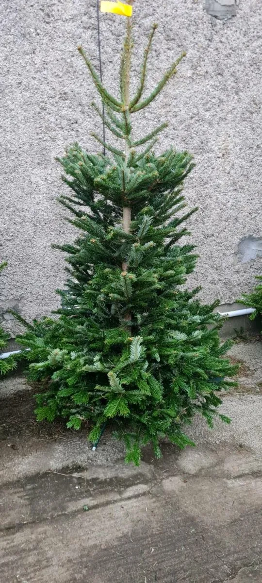 Real Christmas trees - Image 1