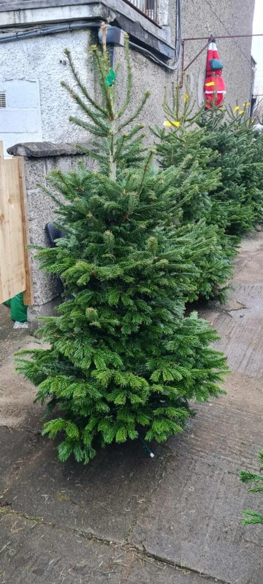 Real Christmas trees - Image 2