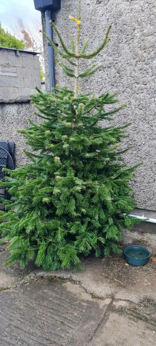 Real Christmas trees - Image 3