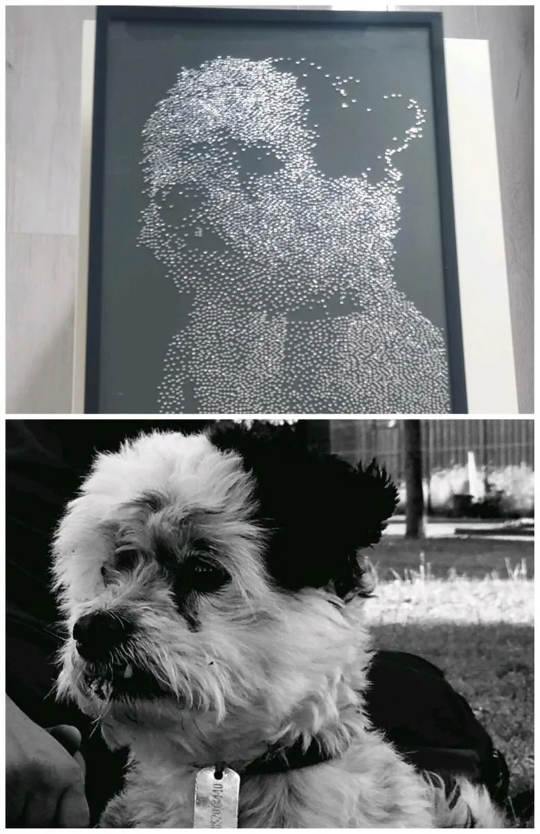 Pet portait - Image 3