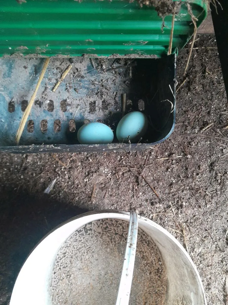 point of lay green egg layers and show Cockerell - Image 1