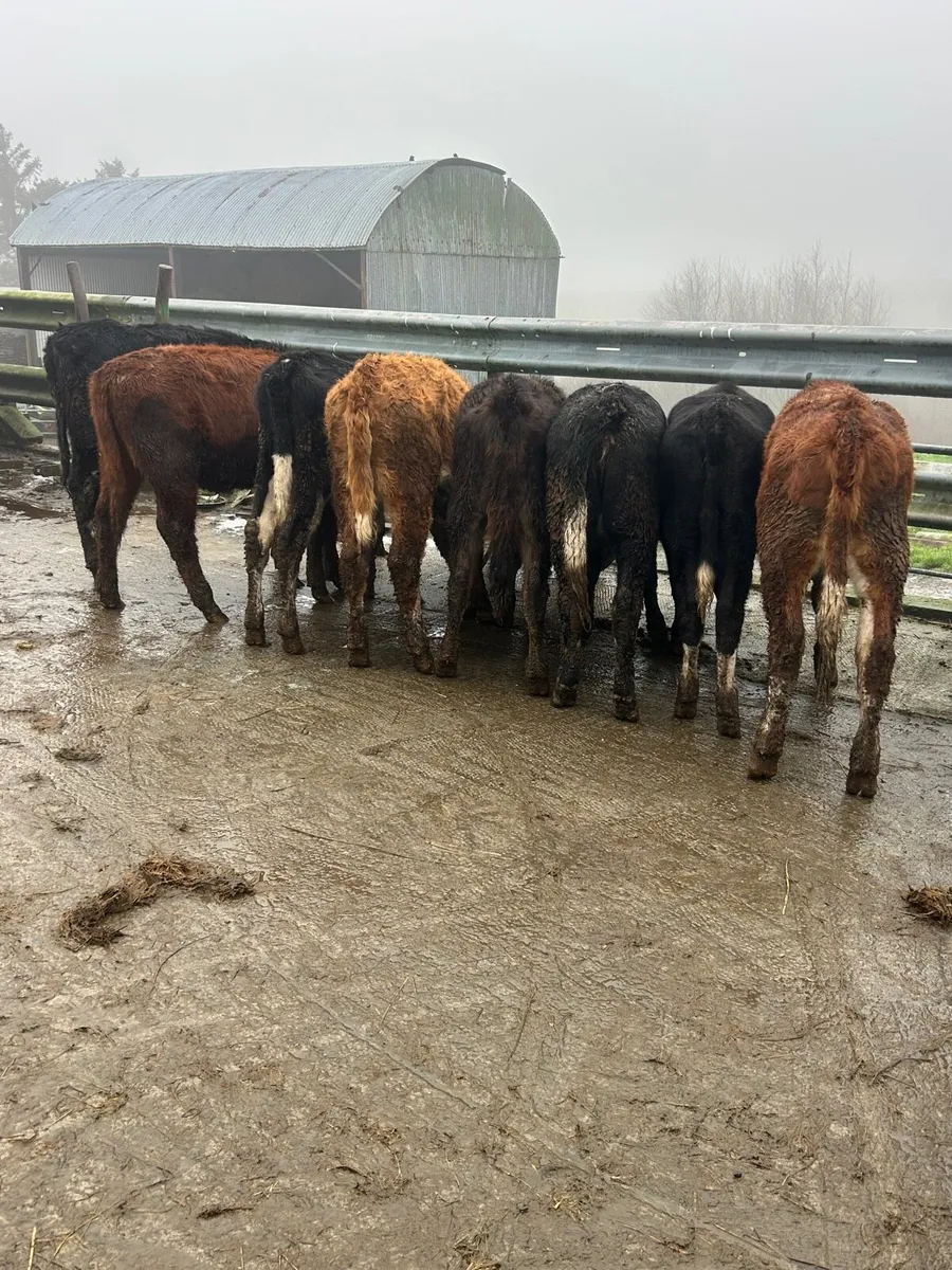 8 whitehead heifers - Image 1
