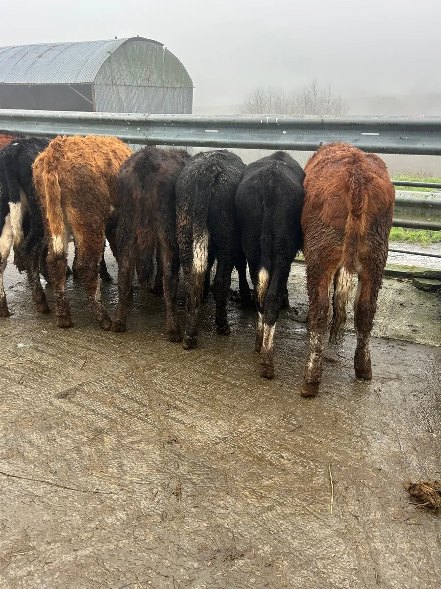 8 whitehead heifers - Image 2