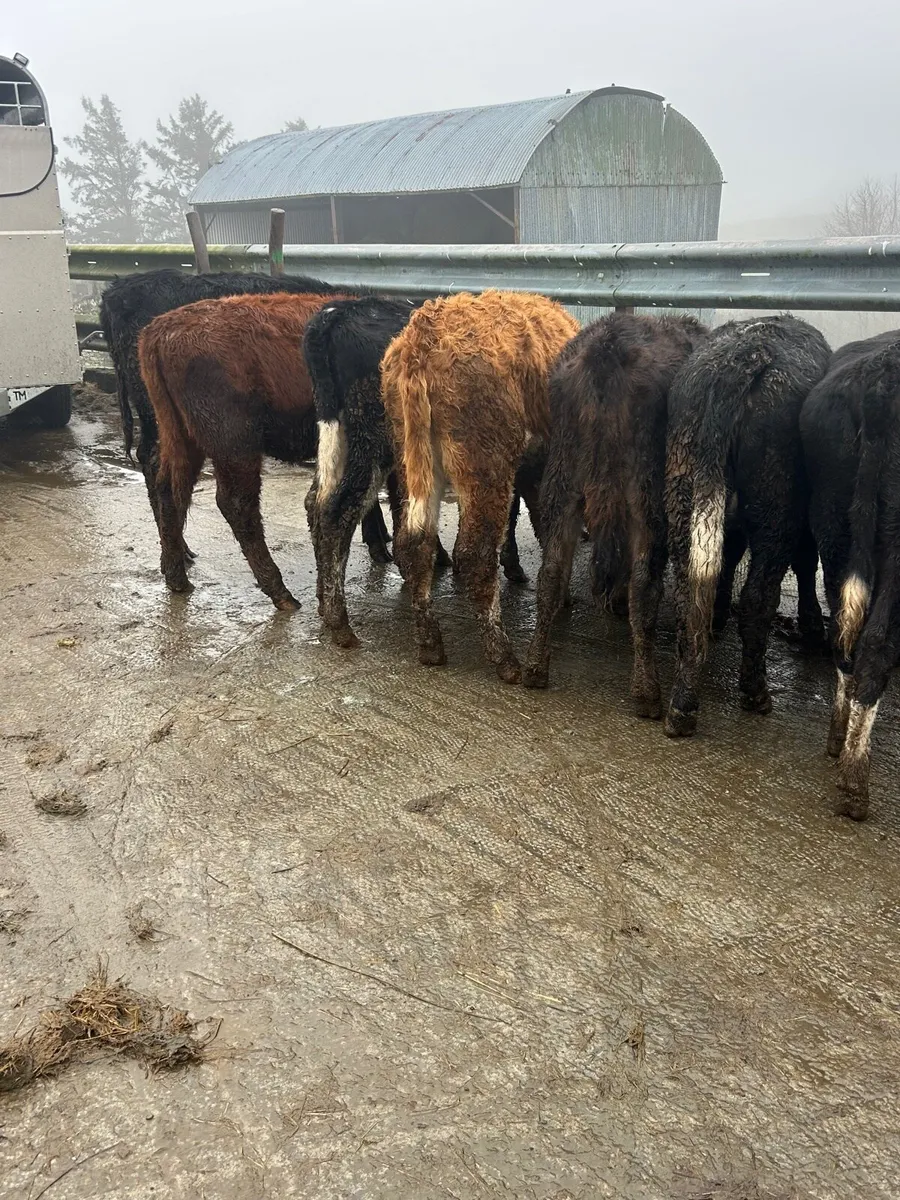 8 whitehead heifers - Image 3