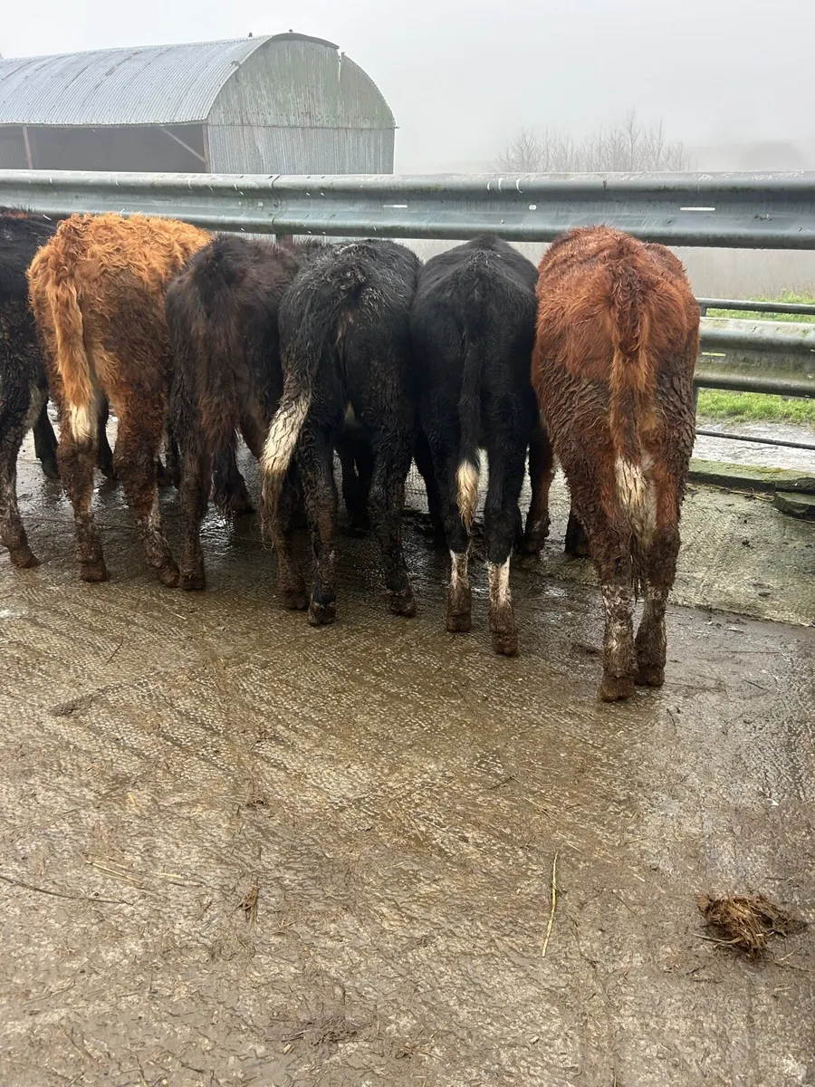 8 whitehead heifers - Image 4