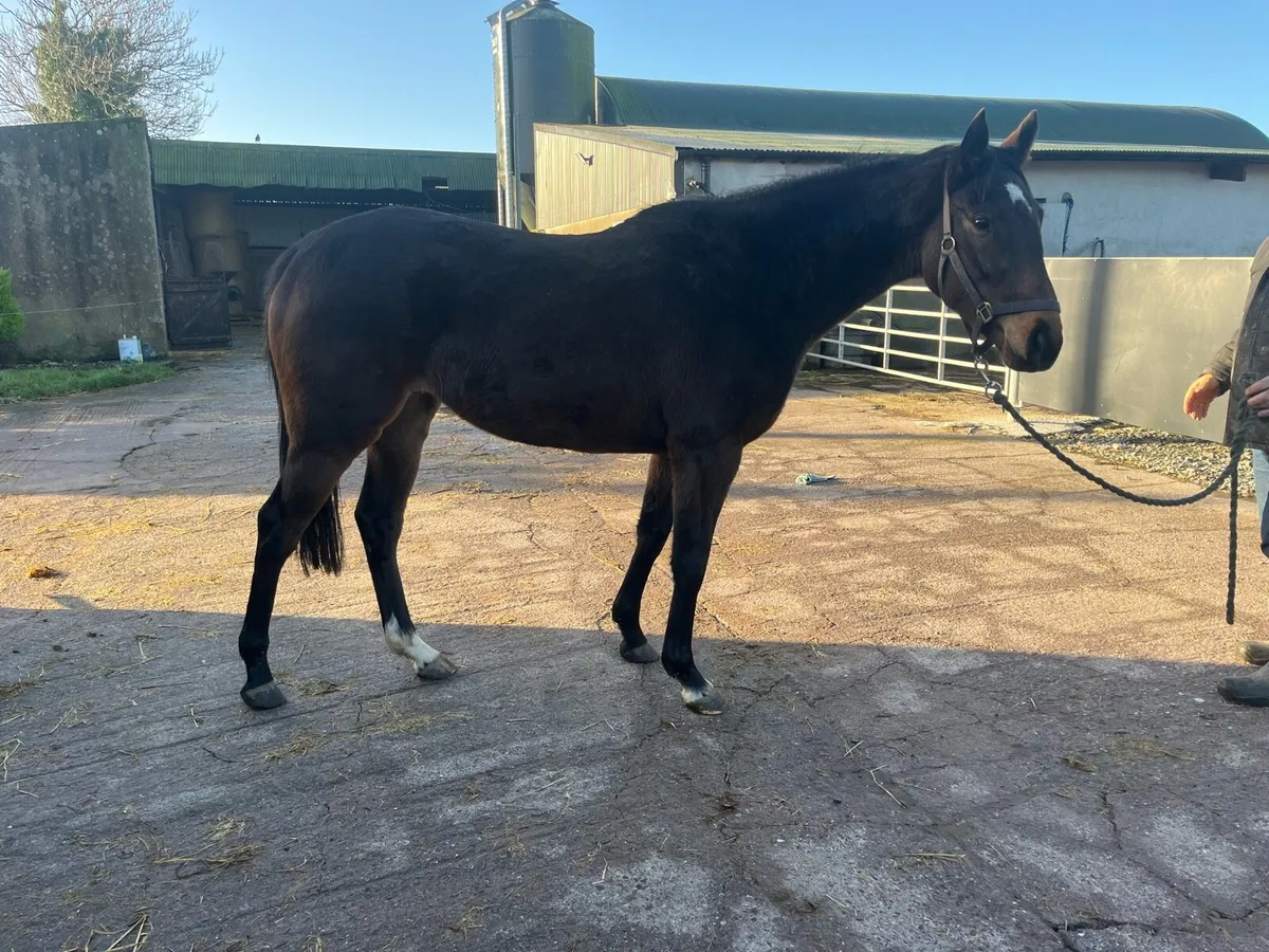 3yo Soldier Of Fortune filly - Image 1