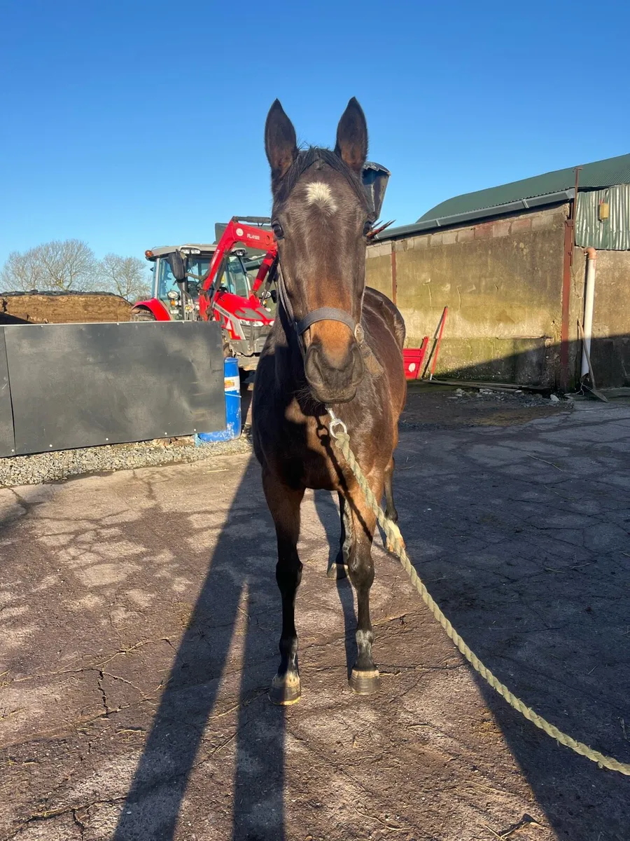 3yo Soldier Of Fortune filly - Image 2