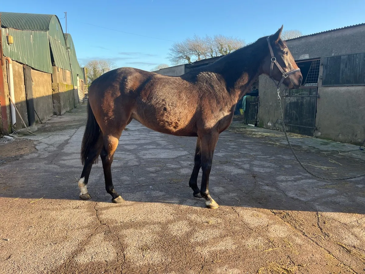 3yo Soldier Of Fortune filly - Image 3