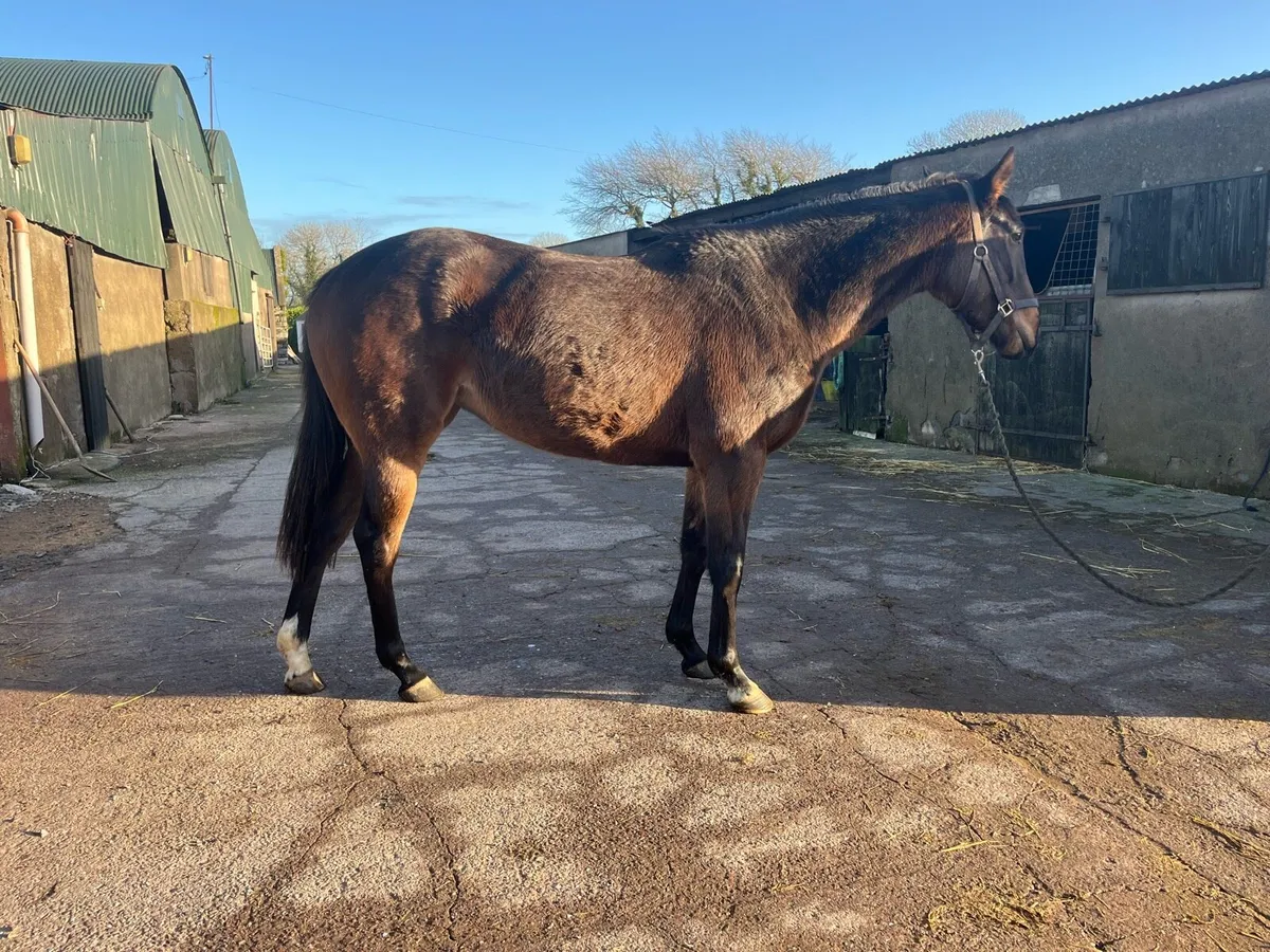 3yo Soldier Of Fortune filly - Image 4