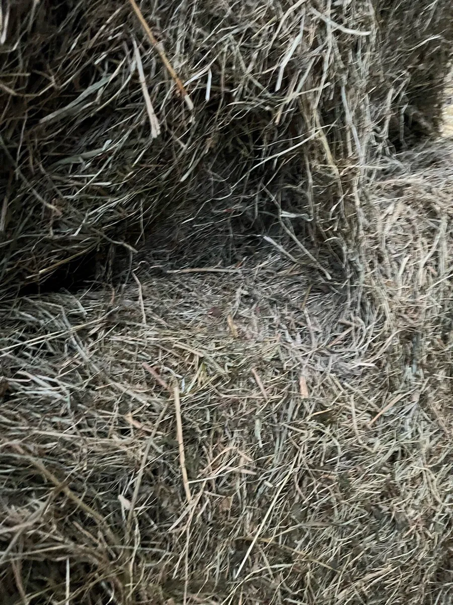Round Bales - Image 2