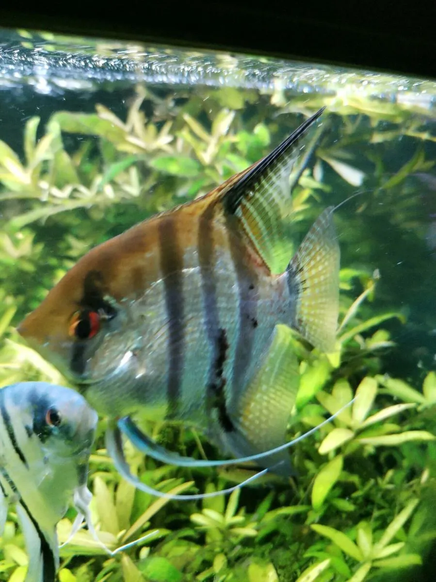 neocardina shrimp, Angelfish, tetras and more - Image 2