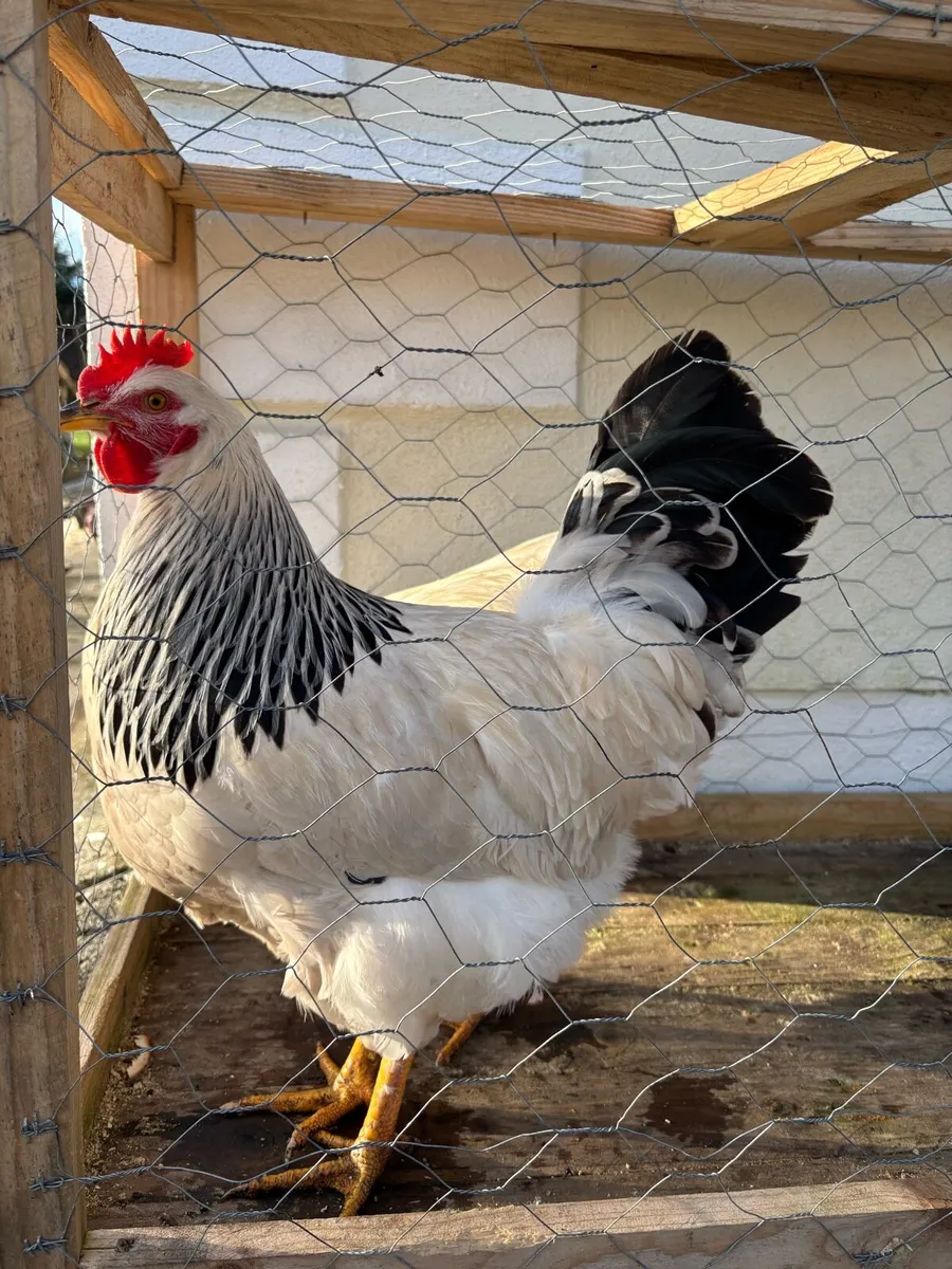 Purebred Roosters - Image 1