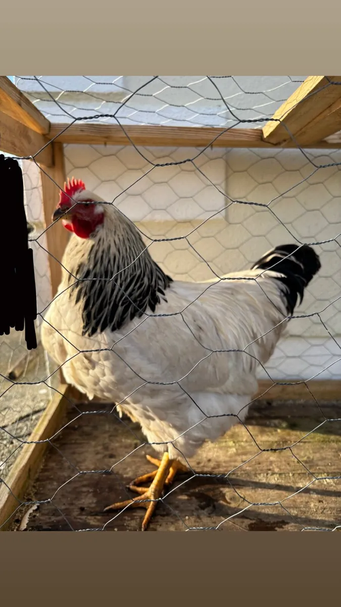 Purebred Roosters - Image 2