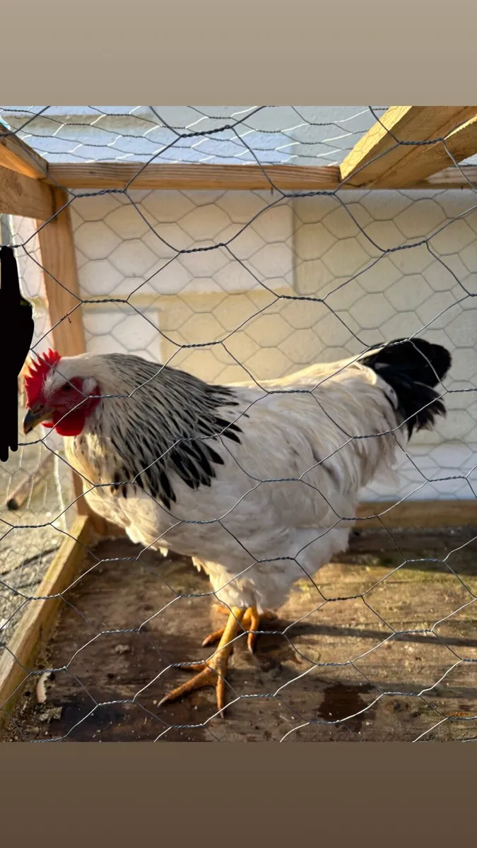 Purebred Roosters - Image 3
