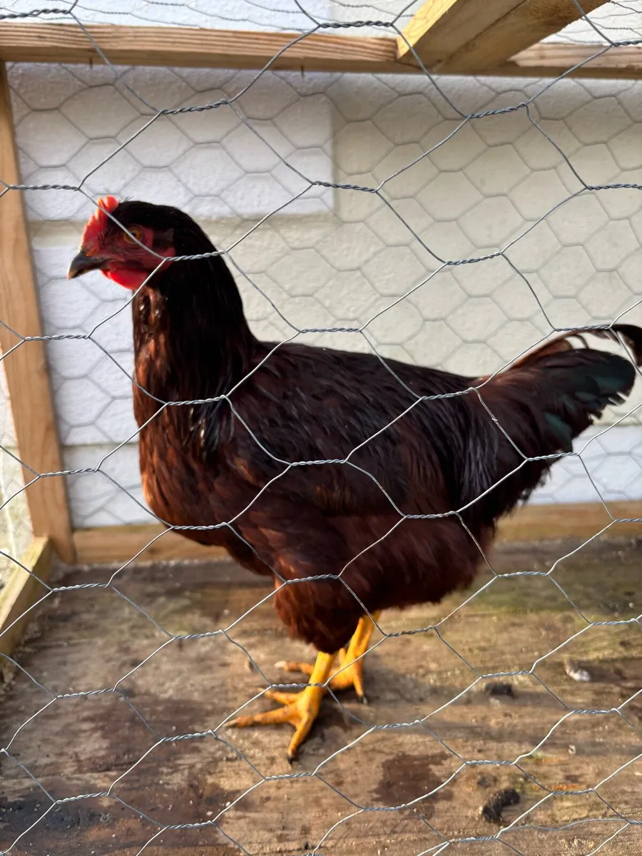 Purebred Roosters - Image 4