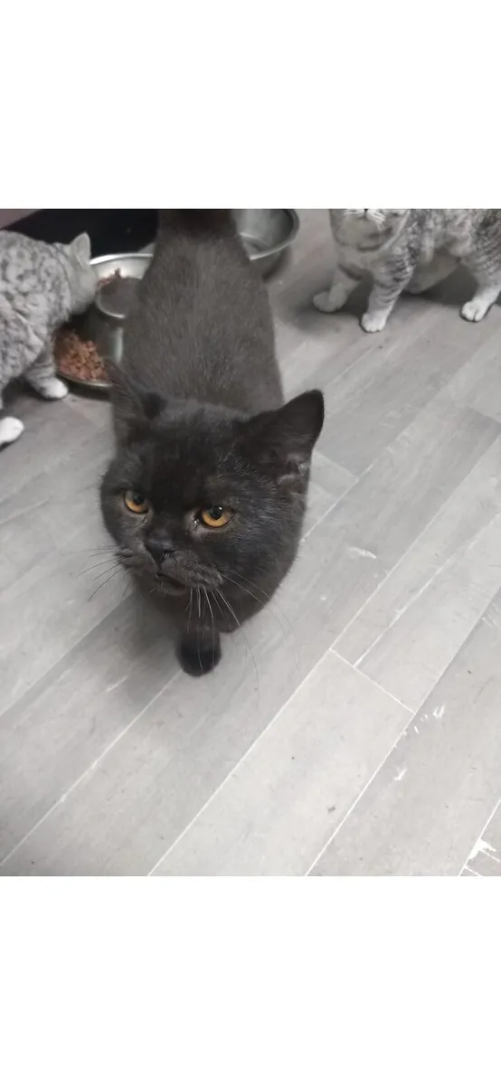 British shorthair active cats - Image 1