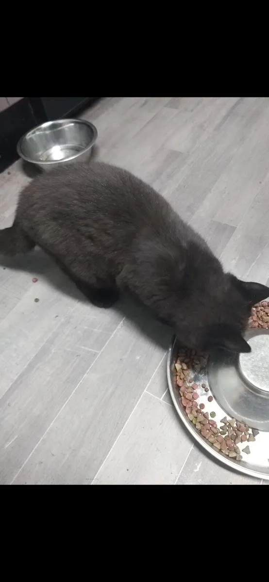 British shorthair active cats - Image 2