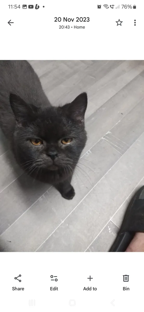 British shorthair active cats - Image 3