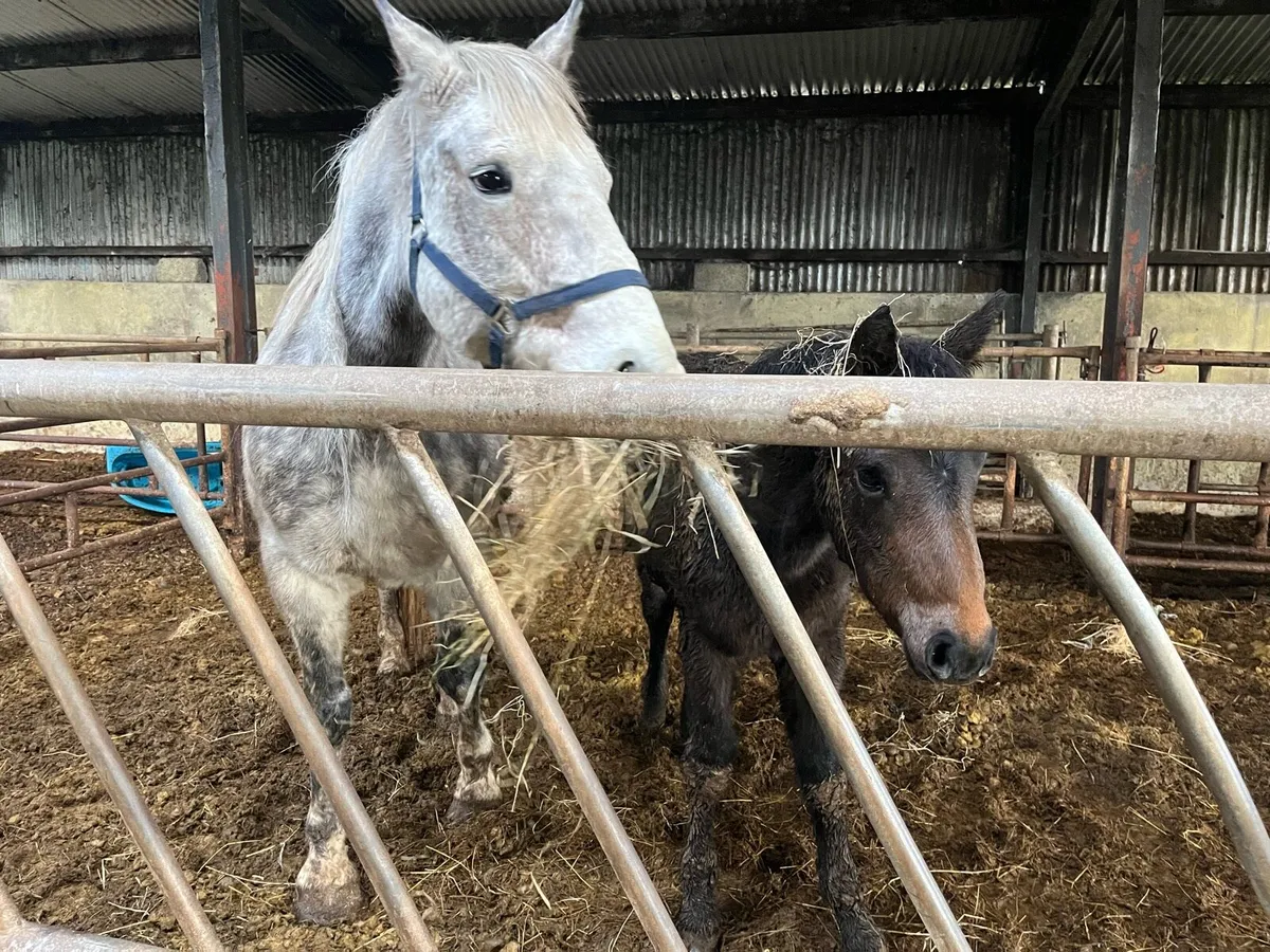 8 year old Mare and 5 month old Filly for sale - Image 2