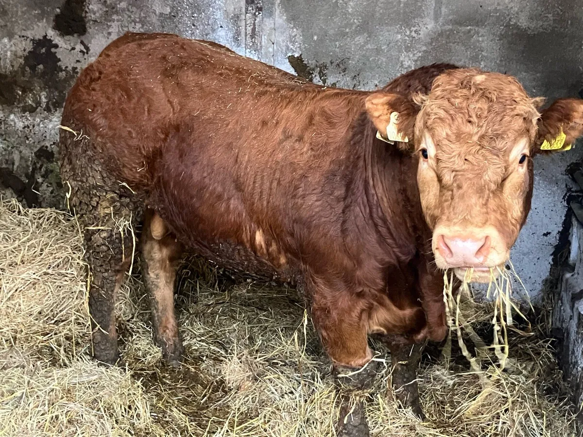 Pedigree Limousin Bulls - Image 2