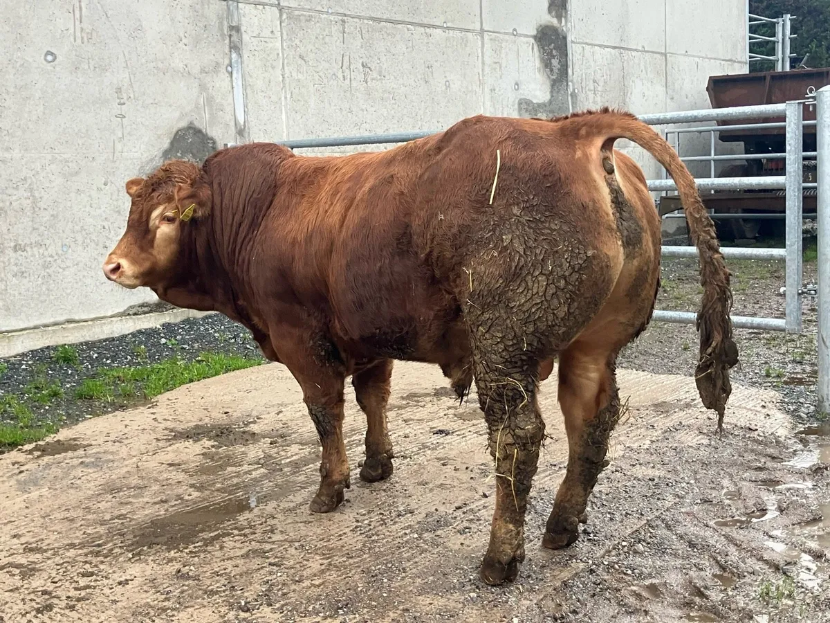 Pedigree Limousin Bulls - Image 1