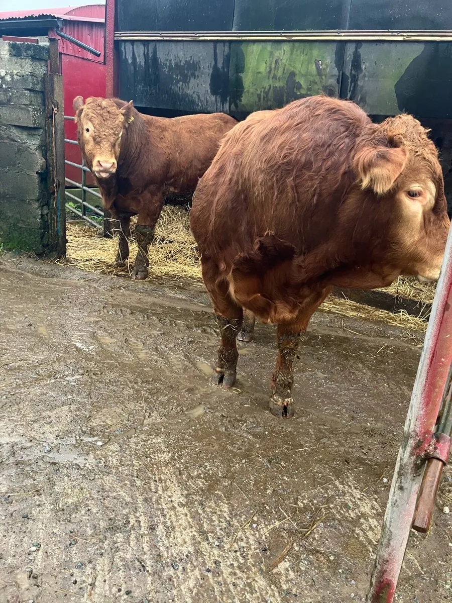 Pedigree Limousin Bulls - Image 3