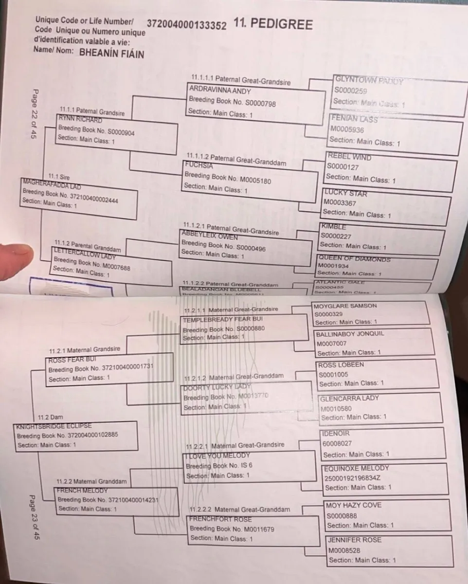 Performance Bred Connemara filly - Image 2