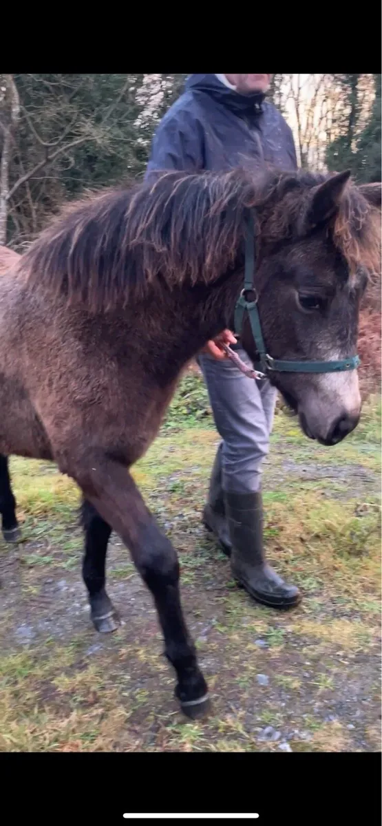 Performance Bred Connemara filly - Image 4