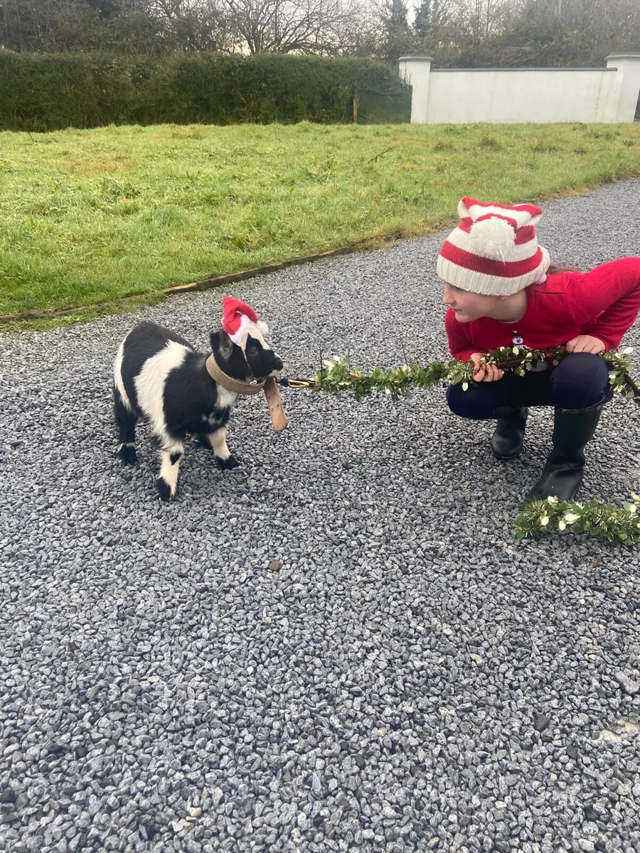 Pygmy castrated male pet - Image 1