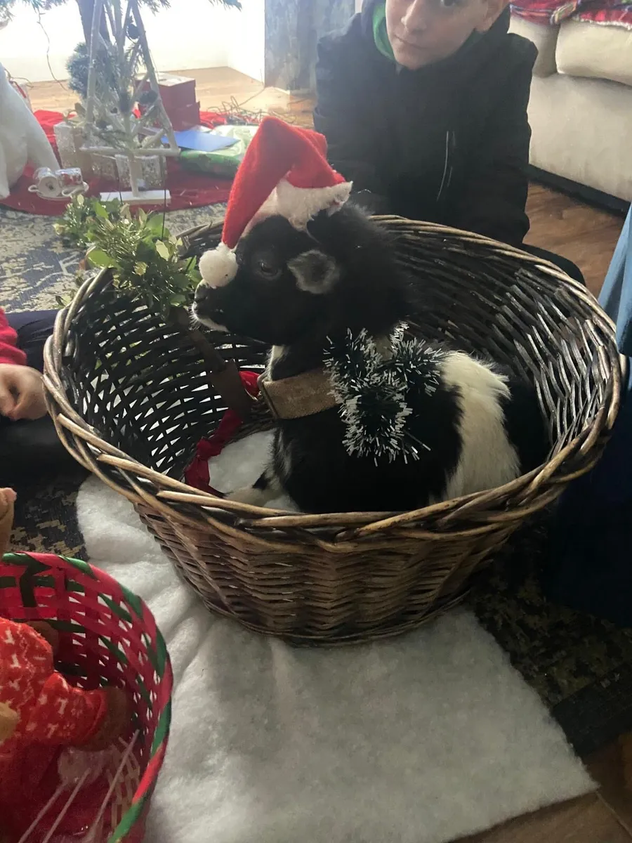 Pygmy castrated male pet - Image 2