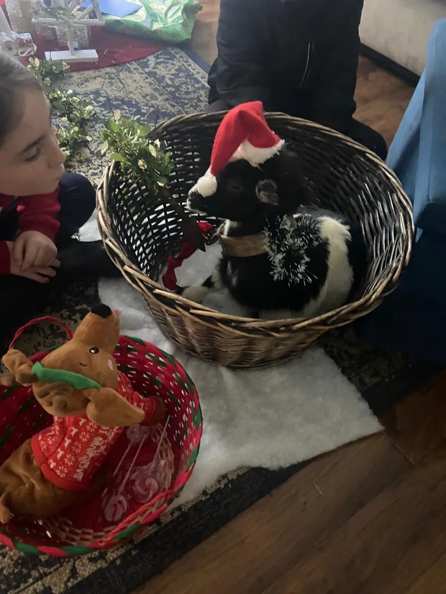 Pygmy castrated male pet - Image 3