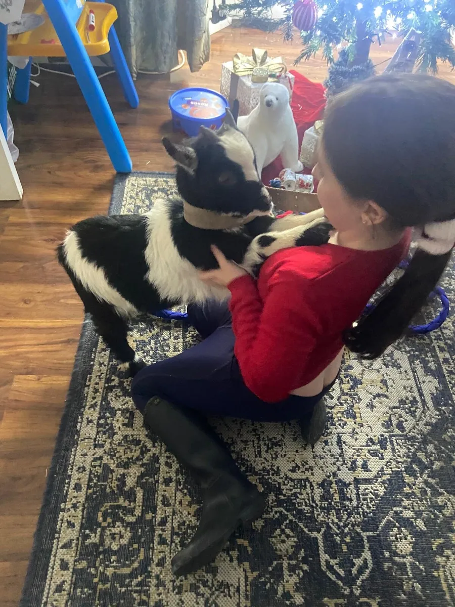 Pygmy castrated male pet - Image 4