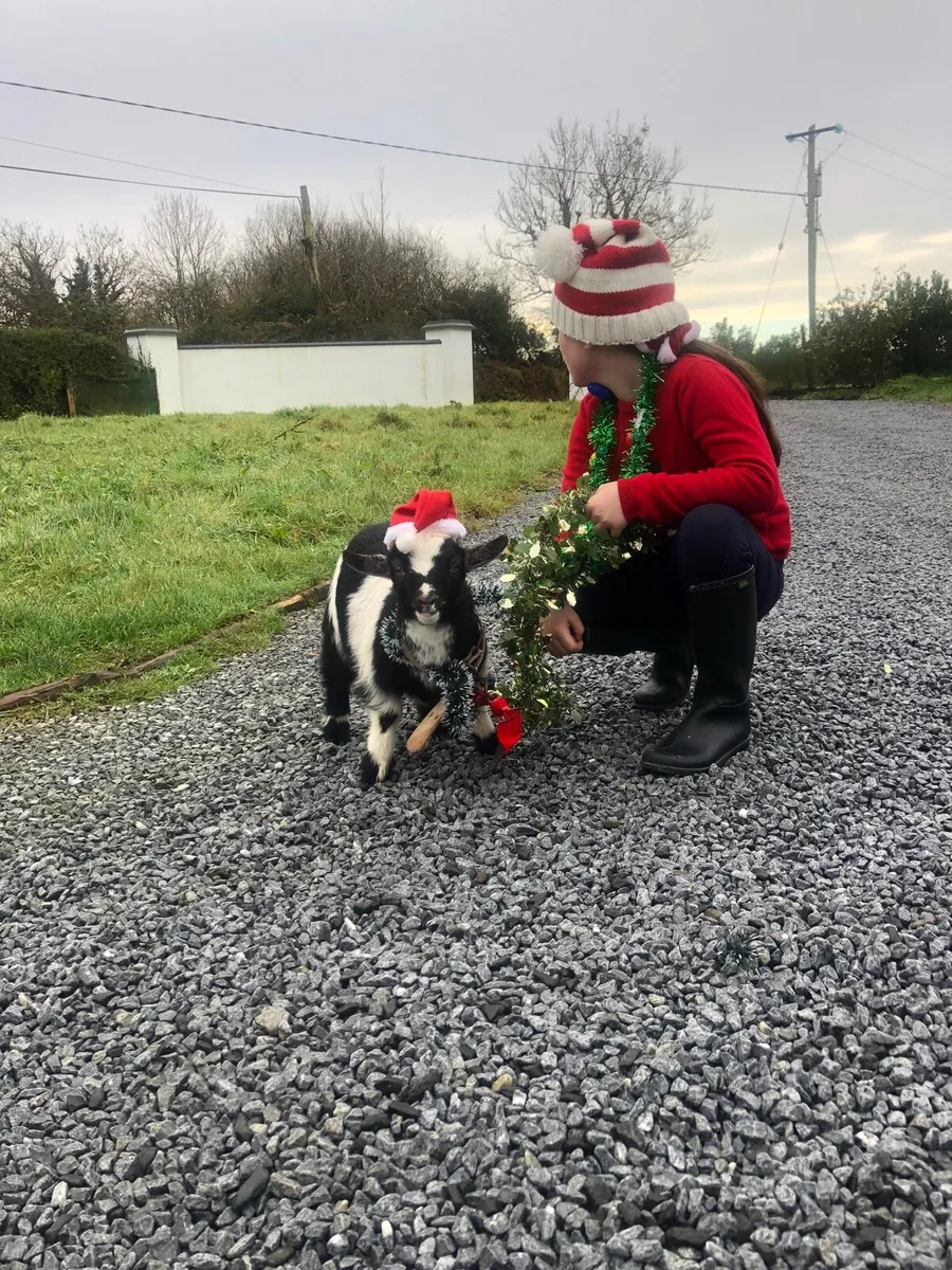 Pygmy castrated male pet - Image 2
