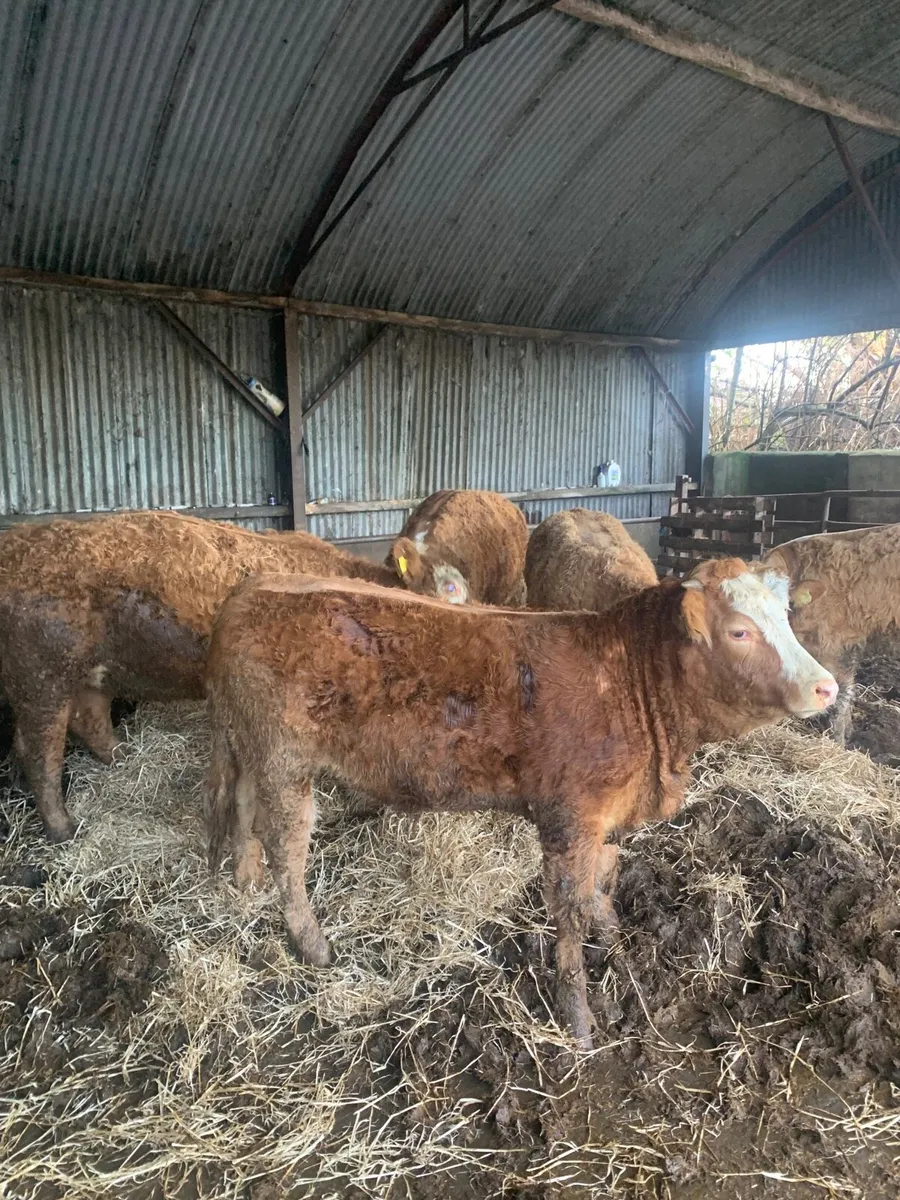 8 Super Quality Coloured Lm/Sim Heifers for sale - Image 4