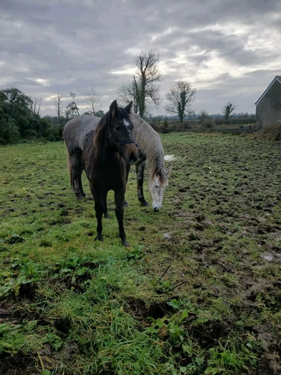 Irish Draught - Image 1