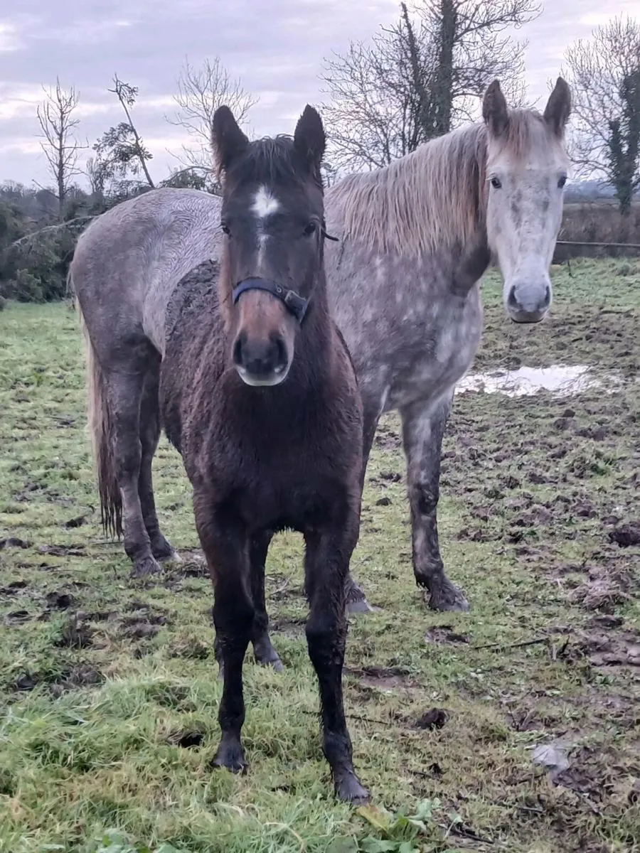 Irish Draught - Image 2