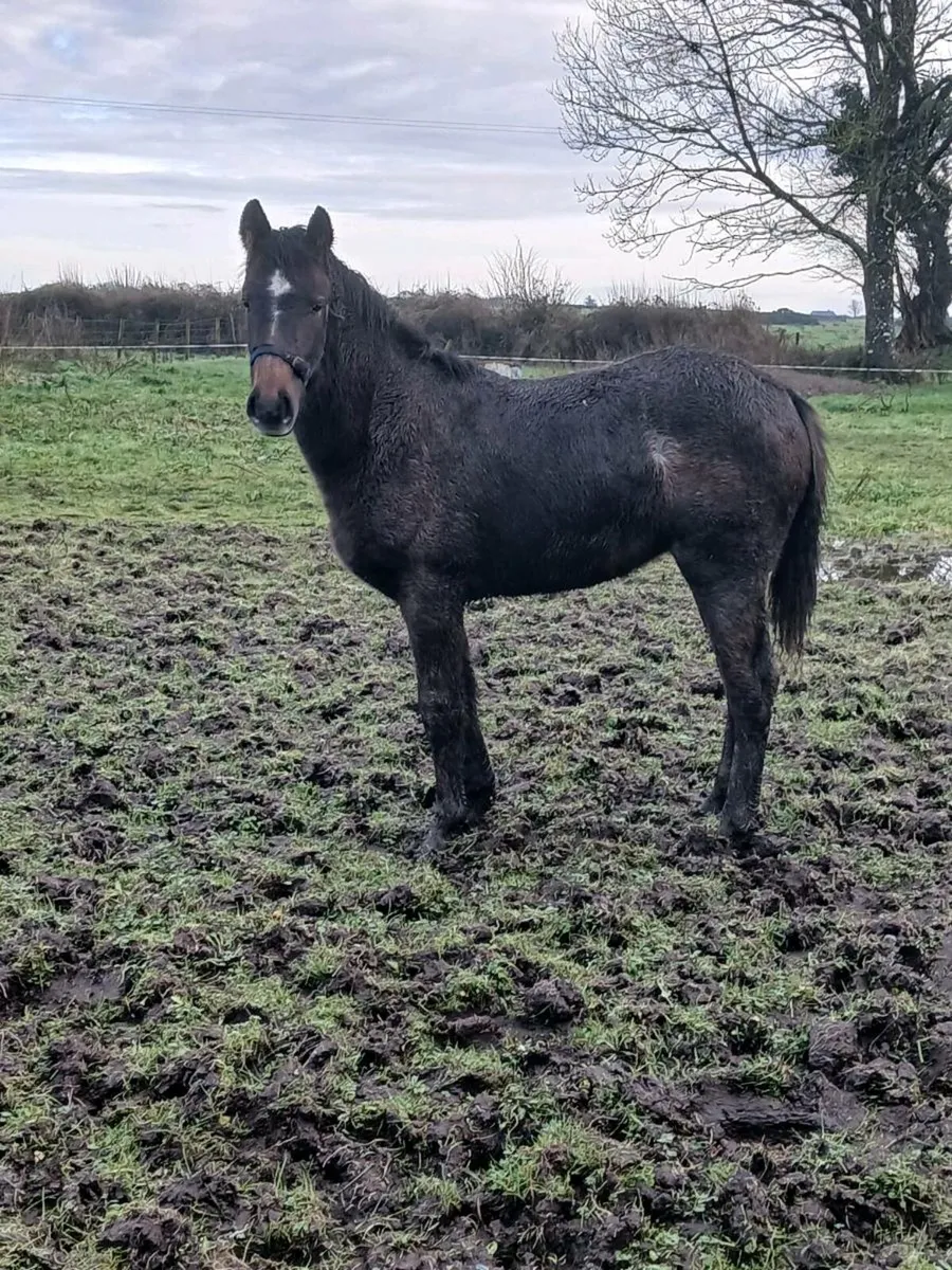 Irish Draught - Image 3