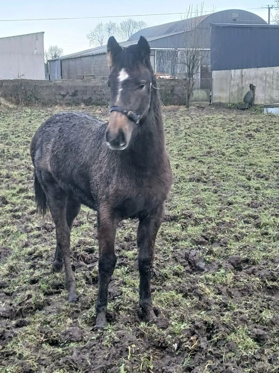 Irish Draught - Image 4