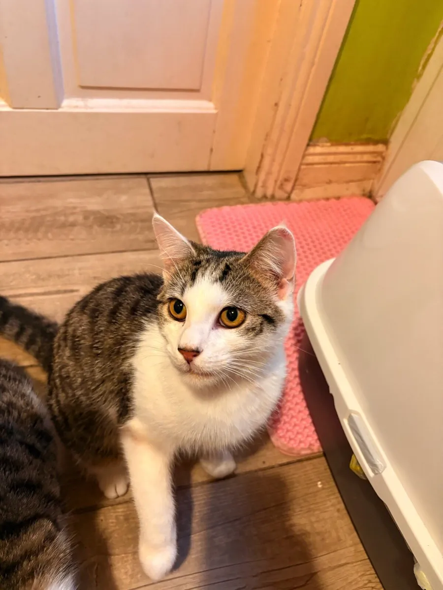 2 Male Tobby Cat - Image 3