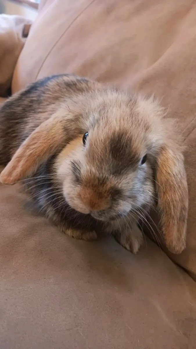 Mini lop ear rabbits & roosters free to good home - Image 1