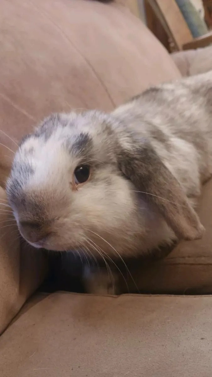 Mini lop ear rabbits & roosters free to good home - Image 2