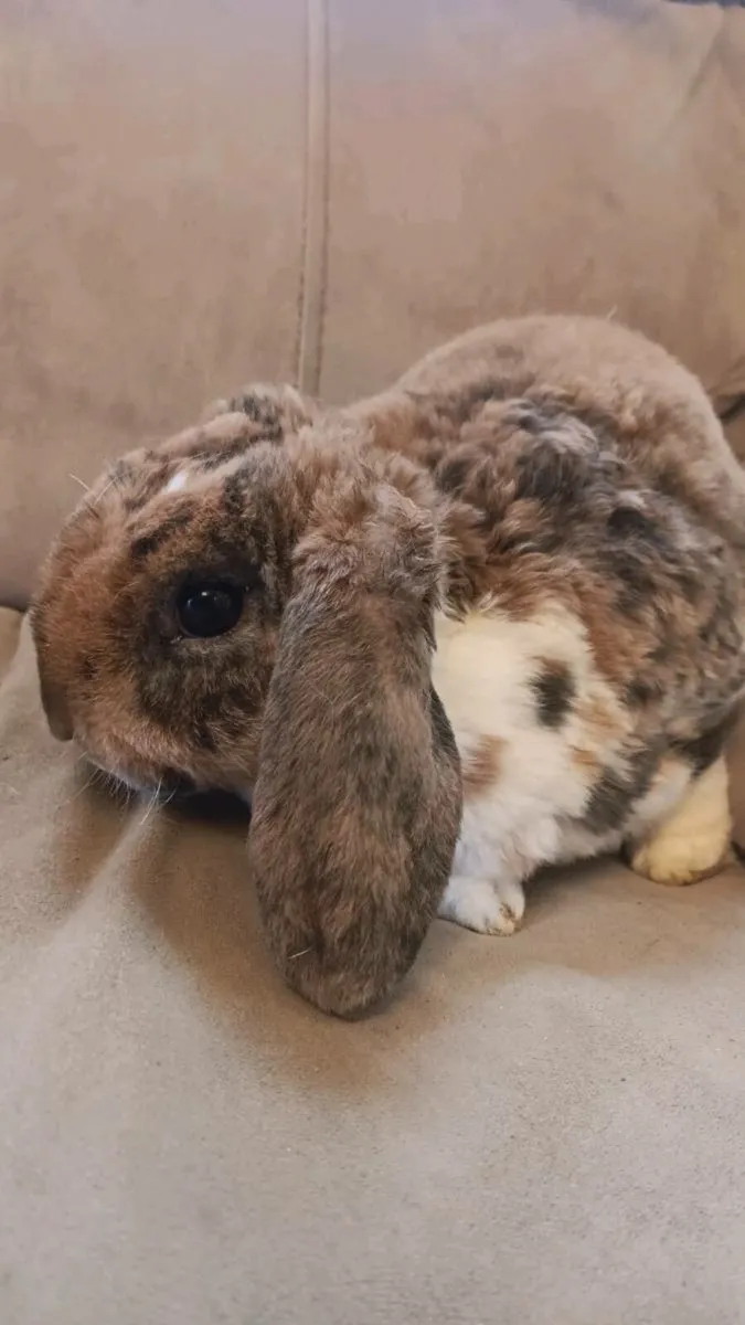 Mini lop ear rabbits & roosters free to good home - Image 4