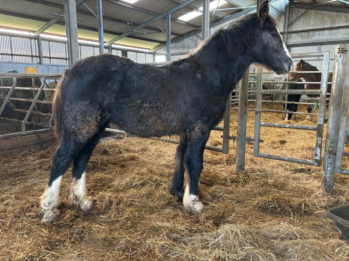 Yearling Filly - Image 1