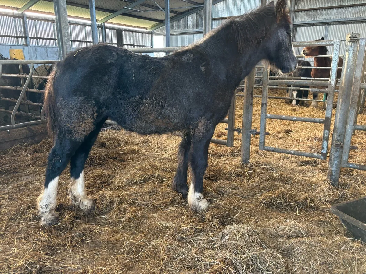 Yearling Filly - Image 2
