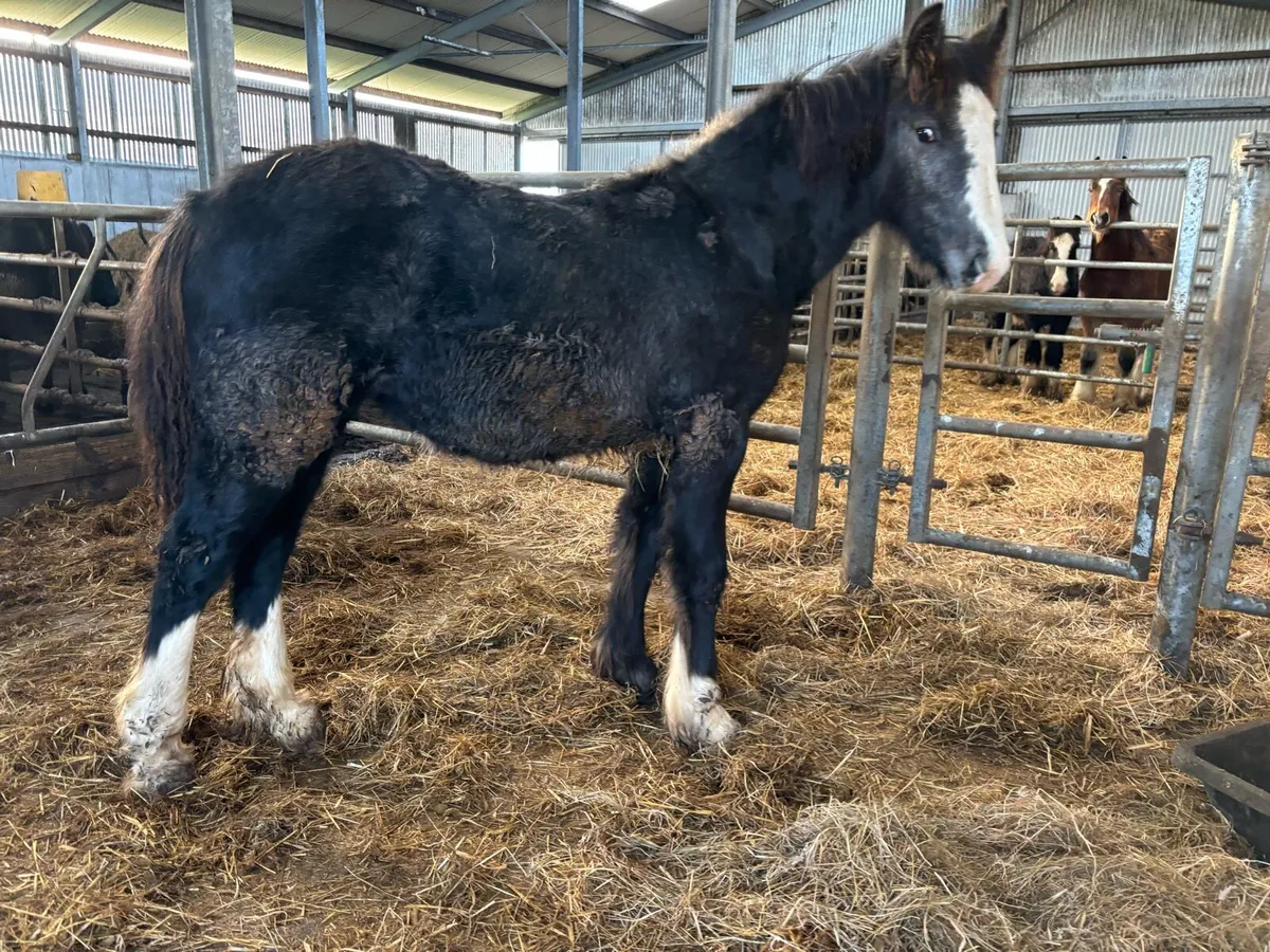 Yearling Filly - Image 3